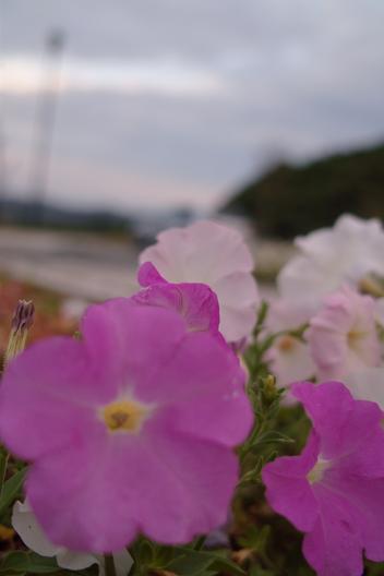 flower.JPG