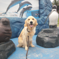 第43回　夏休みスペシャル企画！【ほじょ犬、水族館に行く！！！（１）】