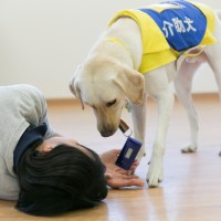 介助犬の作業（２）　緊急時の連絡手段の確保