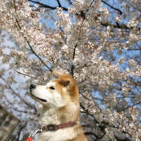 「日本の桜はきれいです♪」